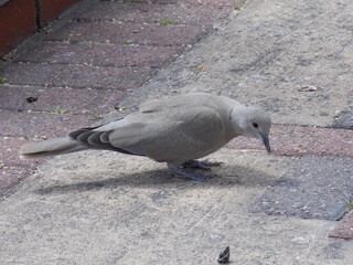 Fototapeta premium pigeon on the path 