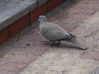 Baby Pigeon on the ground 