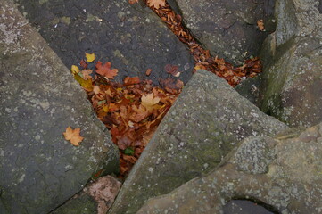 Autumn Leaves in the Rocks 