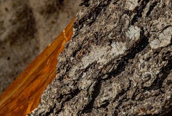 birch bark natural tree texture wood close-up