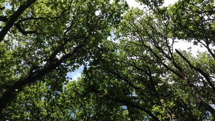 green leaves against the sky