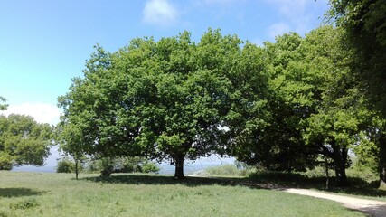 Fototapeta premium trees in the park