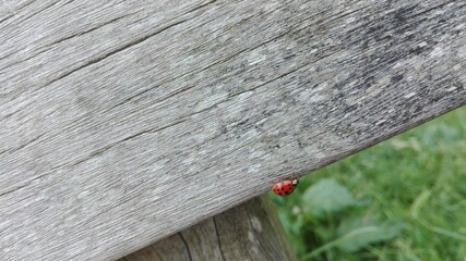 ladybug on a wooden bench - Powered by Adobe