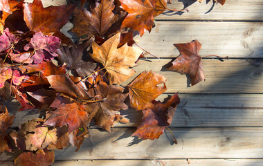 fallen autumn leaves