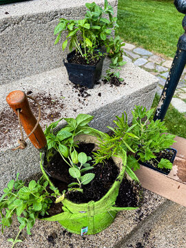 Container gardening growing herbs mint, Mentha, and basil, Ocimum basilicum, and the mosquito plant, citronella, Citrosa geranium, authentic messy soil as potting in progress. 