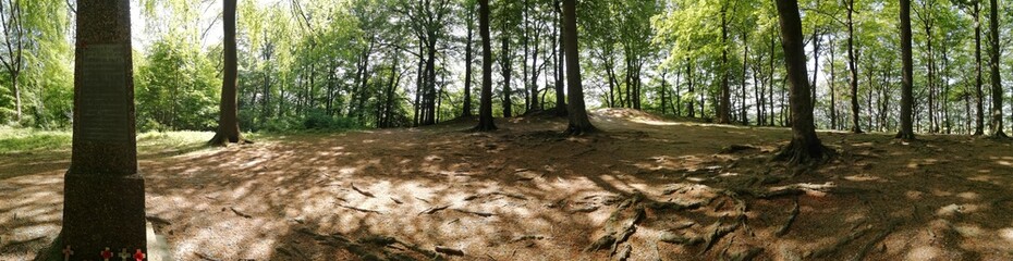 Forest panoramic 