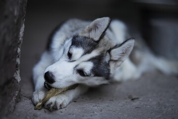 Little Siberian Husky puppy, white with black