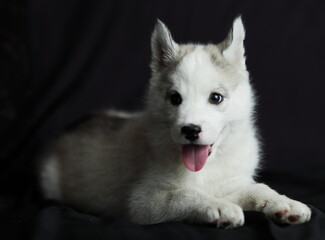 Little Siberian Husky puppy, white with black