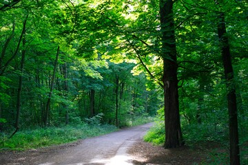 Road within trees in the wood