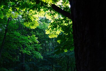 Great afternoon light within foliage