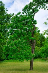 Fototapeta premium Beautiful old trees on a playground within the wood