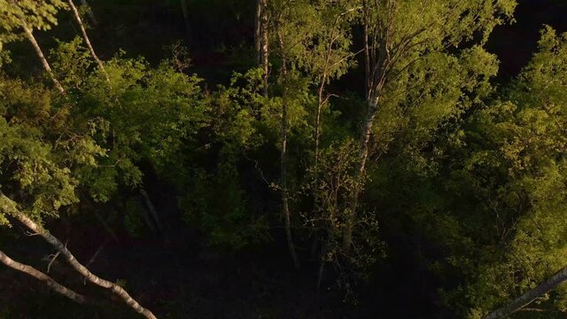 Aerial view going down of birch wood on summertime, northern Europe