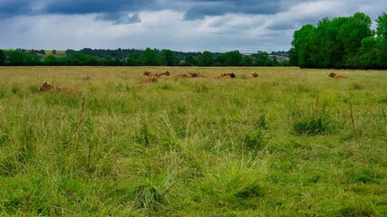 Cows resting in the field under a dark sky