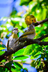 Granito de Oro - Saffron Finch