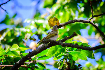 Granito de Oro - Saffron Finch