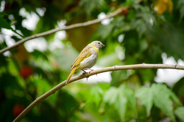 Fototapeta premium Granito de Oro - Saffron Finch