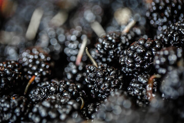 Ripe mulberries background. Mulberry - Morus - healthy fruit close up background.Purple mulberry fruits