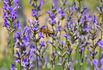  bee pollinates and collects nectar from lavender flowers