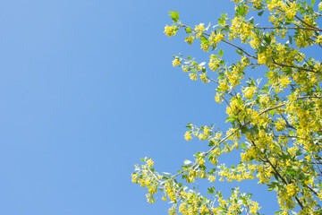 Acacia flowers on a background of blue sky