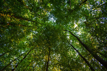 Paysage vertical de la cime des arbres, plafond vert de la forêt en contre-plongée, Bois de...