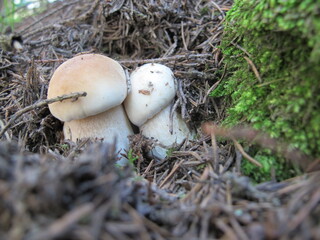 Two young porcini mushrooms close-up on a background of moss and old needles