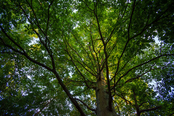 Chêne centenaire dans la forêt de Meudon, Clamart, France. Concept de force, de solidité et d'enracinement