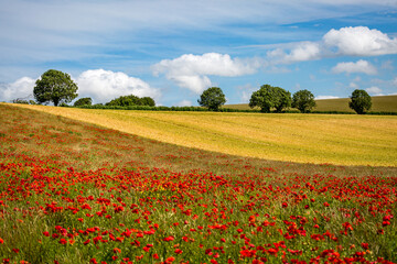 A South Downs Summer Landscape with Poppies