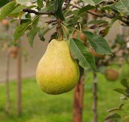 pear on tree