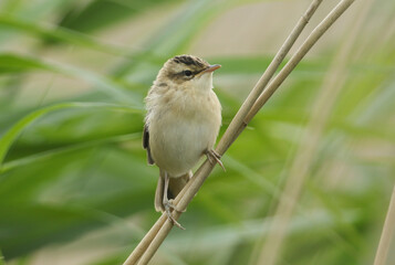 A sweet baby Sedge Warbler, Acrocephalus schoenobaenus, perching on a reed.