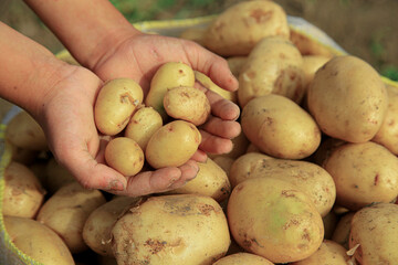 A kid holding small potatoes in his hands