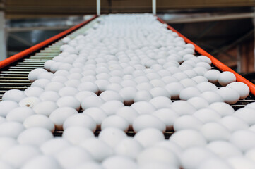 egg factory industry poultry conveyor production