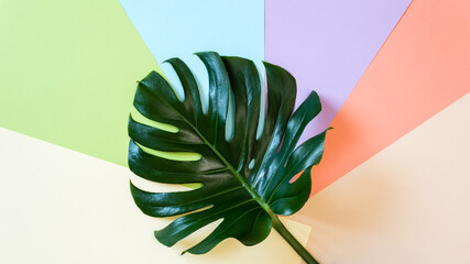 Big monstera leaf on pastel colorful background divided into beige, green, blue, lila, pink and yellow. Tropical summer minimal concept. Top view, flat lay.