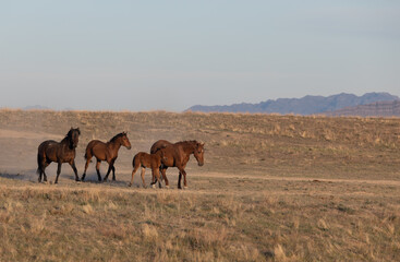 Wild Horses in the Utah Desert in Spring