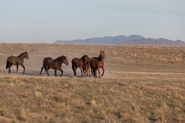 Wild Horses in the Utah Desert in Spring