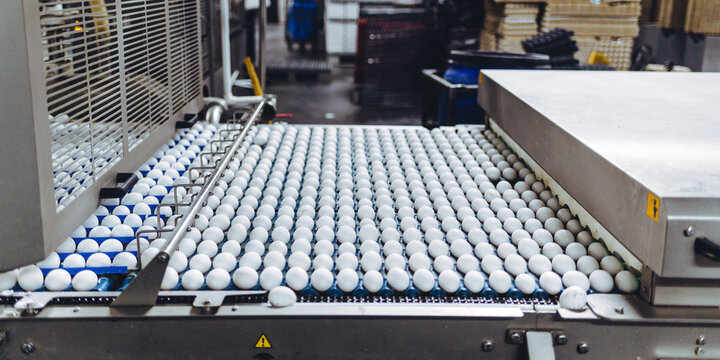 egg factory industry poultry conveyor production
