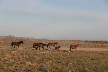 Naklejka na ściany i meble Wild Horses in the Utah Desert in Spring