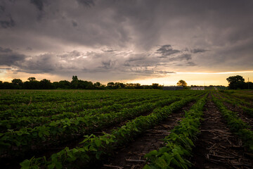 Crops in a field on a stormy sunset