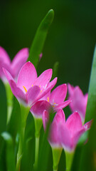 PINK LILLY FLOWERS
