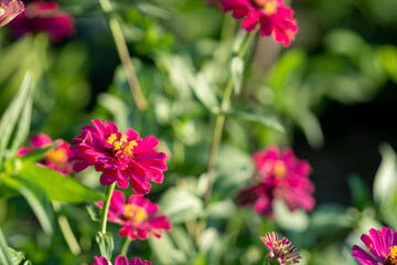 Beautiful zinnia flower on fresh nature 