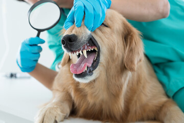 The vet is wearing a dental check-up for the Golden Retriever dog with Magnifying glass.  The vet is smiling, happy with the Golden Retriever dog in the animal hospital.