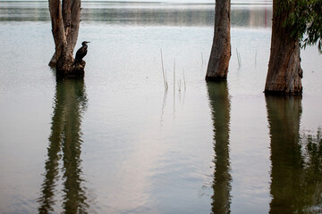  water bird on the lake