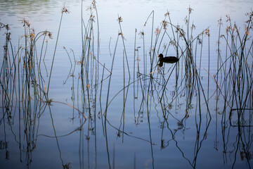  Cormorant Swimming in Lake