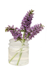 Orchis, terrestrial orchids in a plastic jar isolated on white background.