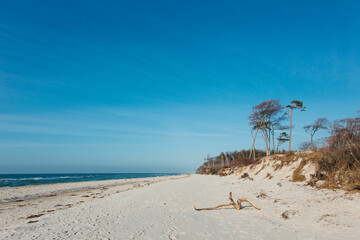 beautiful landmark darß on the baltic sea in germany