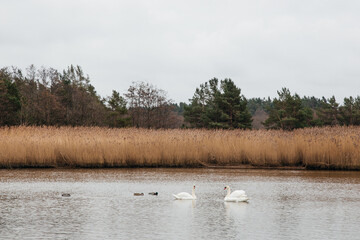 beautiful landmark darß on the baltic sea in germany