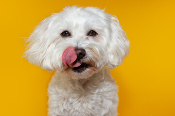 funny maltese dog licking its lips on yellow background. - obrazy, fototapety, plakaty