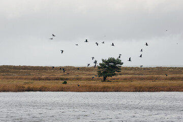 beautiful landmark darß on the baltic sea in germany