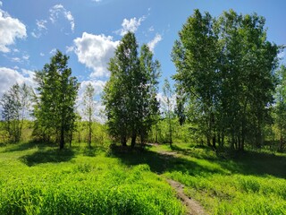 sunny landscape with a green meadow near the trees on a background of blue sky with clouds