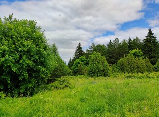 meadow with green grass near the forest on a background of blue cloudy sky