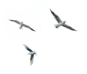 Fototapeta na wymiar Flying seagull with white background.